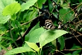 HELICONIDAE, Heliconius charitonia charitonia